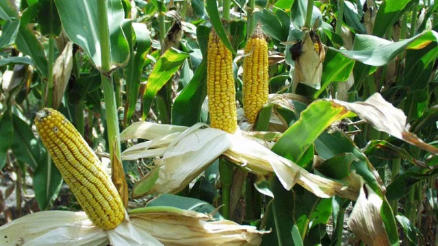 Featured-maize